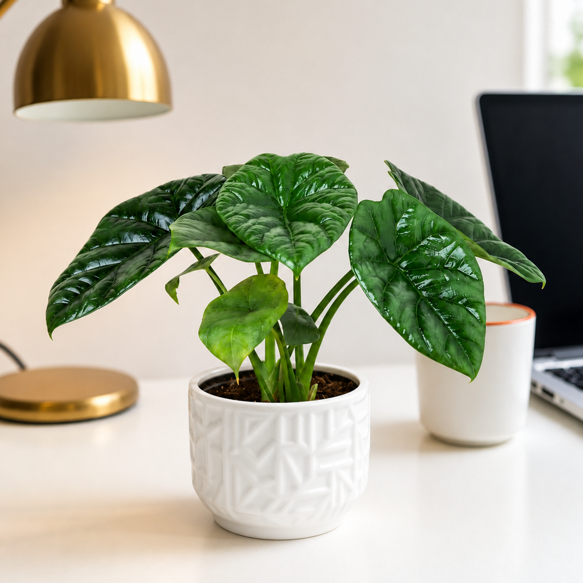 Alocasia 'Mirror Face' - 4" Pot