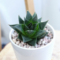 Aloe 'Akila'