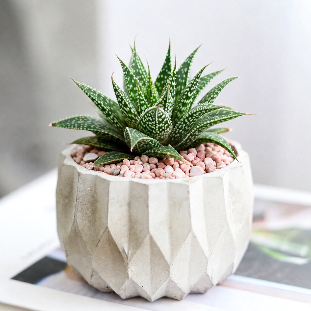 Aloe 'Moonrise'