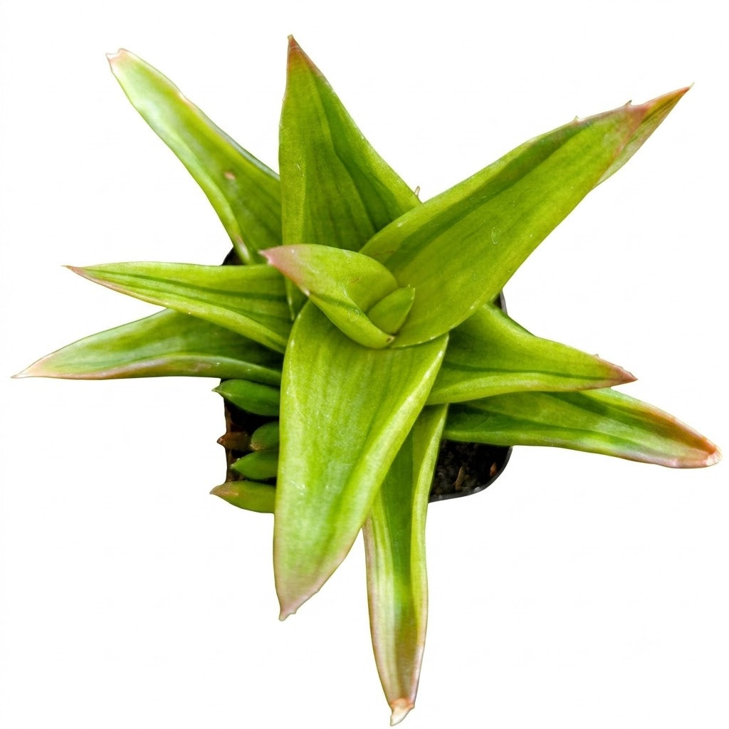 Alworthia pentagona f. variegata