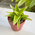 Alworthia pentagona f. variegata