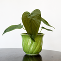 Anthurium 'Queen of Hearts'