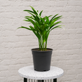 Areca Palm - 4" Pot - NURSERY POT ONLY