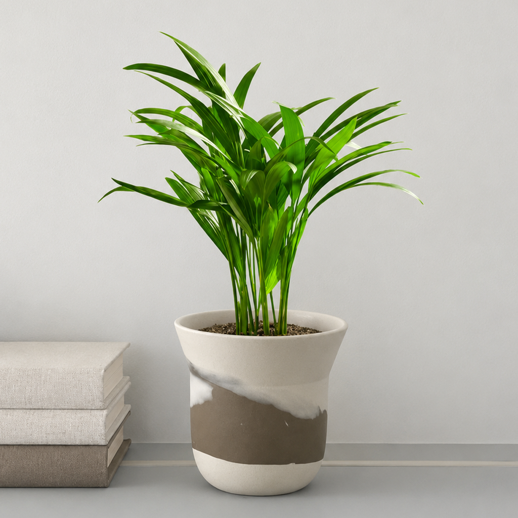 Areca Palm Indoor Tree