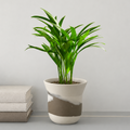 Areca Palm Indoor Tree