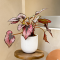 Begonia 'Rex' - 4" Pot