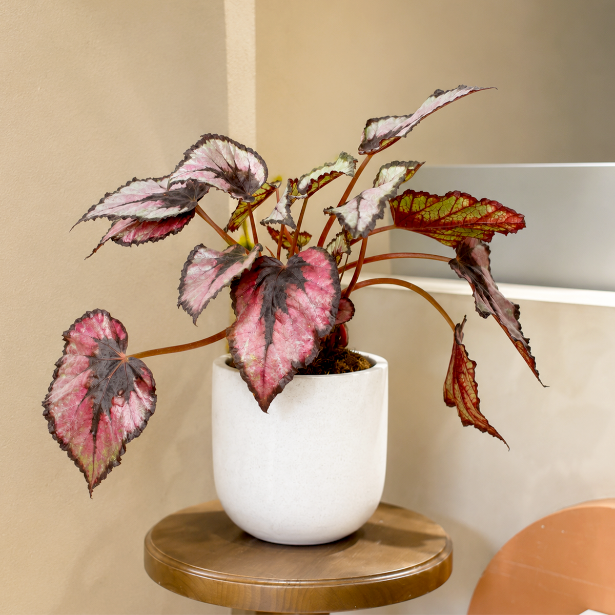 Begonia 'Rex' - 4" Pot