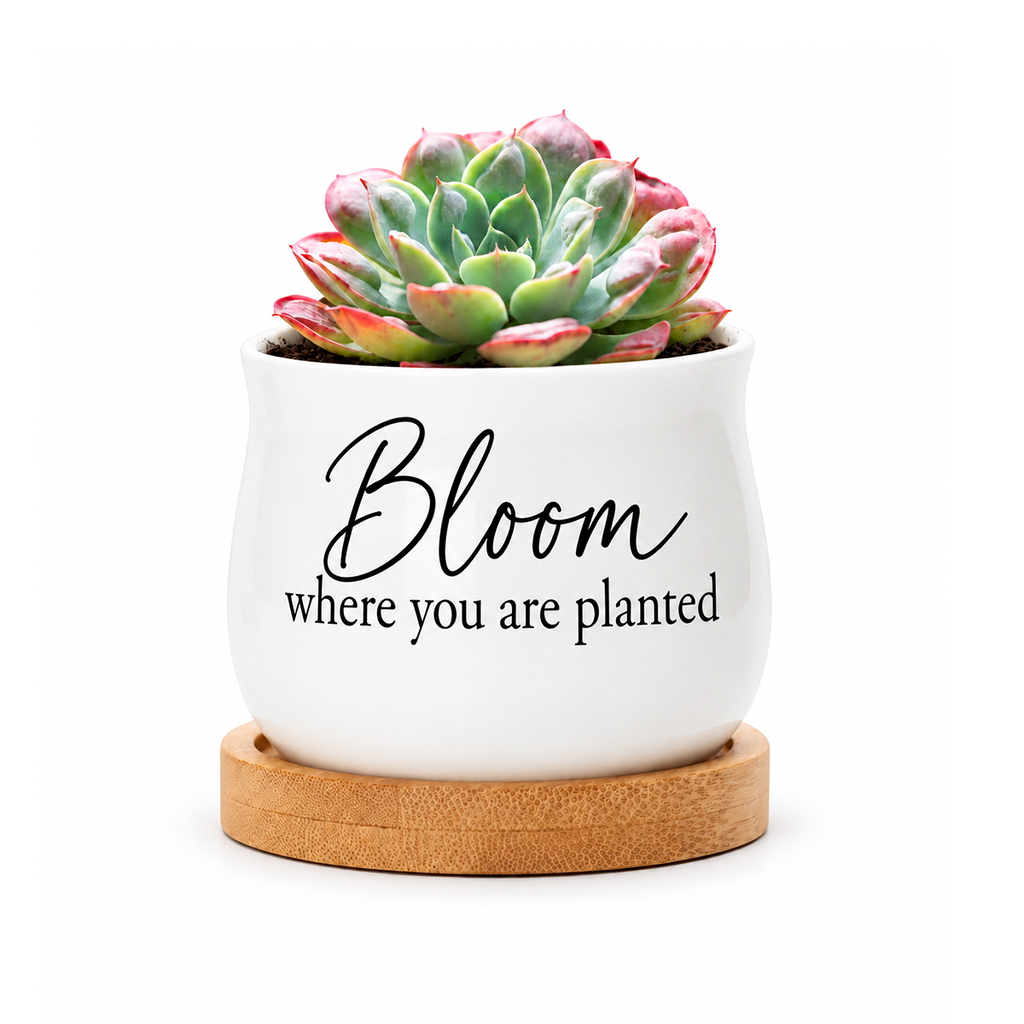 Succulent Pot - Bloom where you are planted