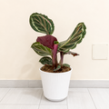 Calathea Roseopicta 'Medallion'