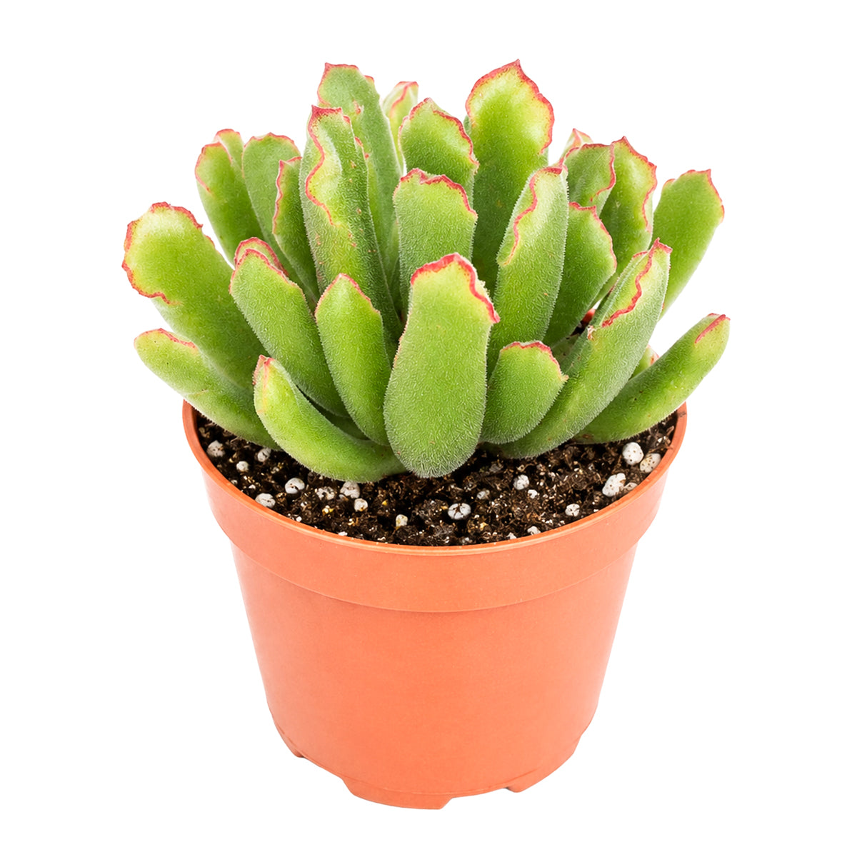 Cotyledon campanulata 'Vingers'