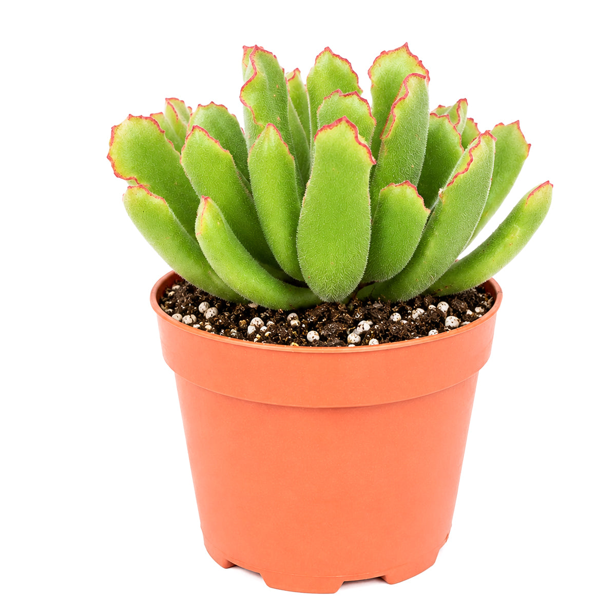 Cotyledon campanulata 'Vingers'