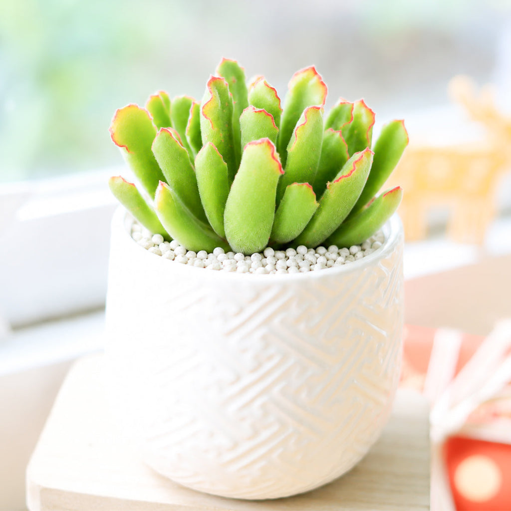 Cotyledon campanulata 'Vingers'