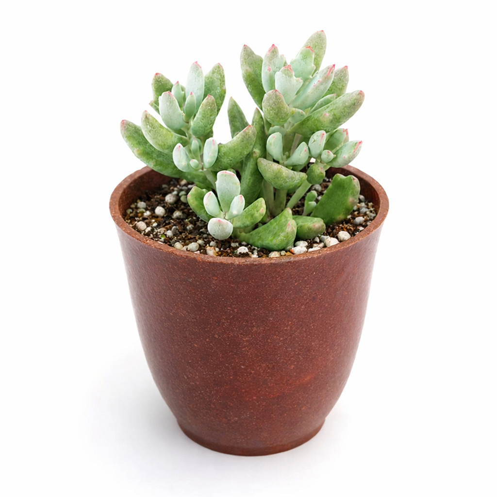 Cotyledon 'Little Queeny'