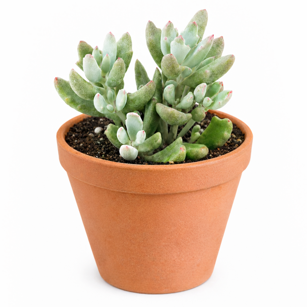 Cotyledon 'Little Queeny'