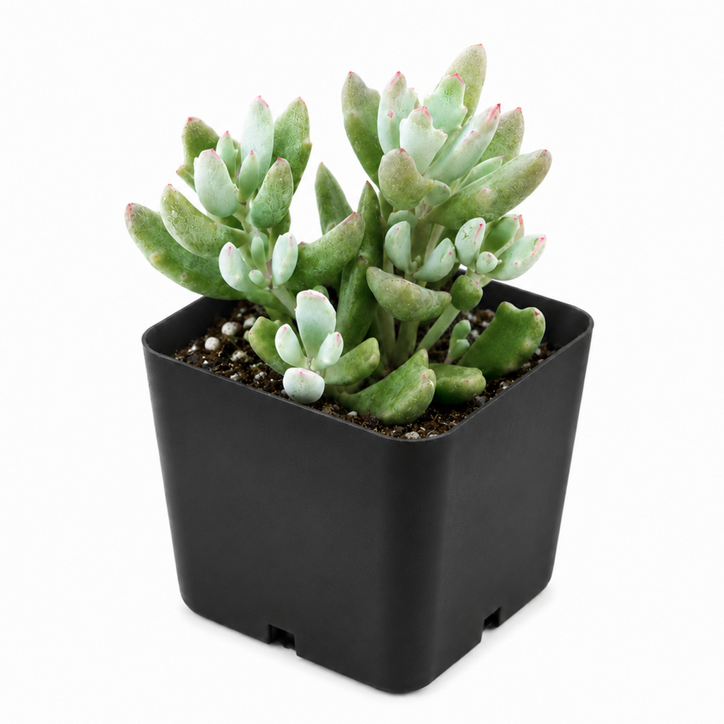 Cotyledon 'Little Queeny'