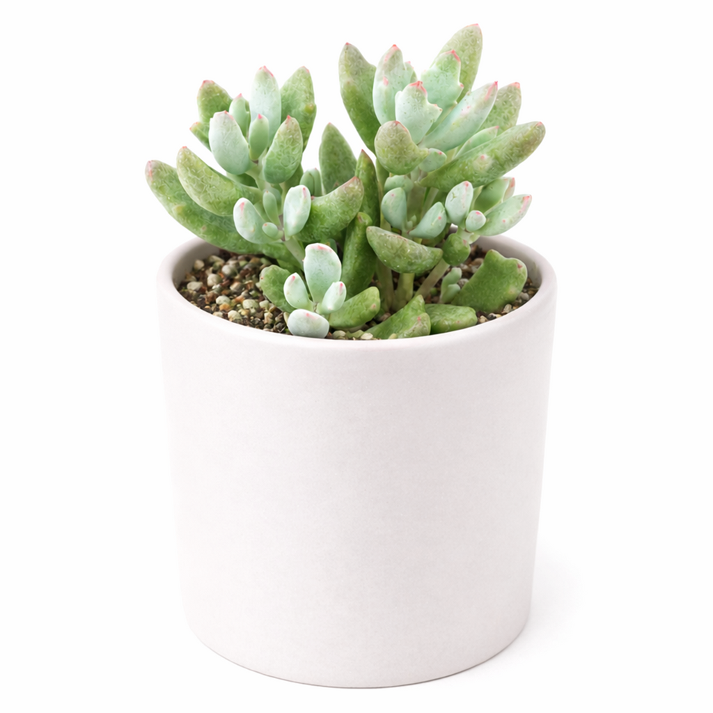 Cotyledon 'Little Queeny'