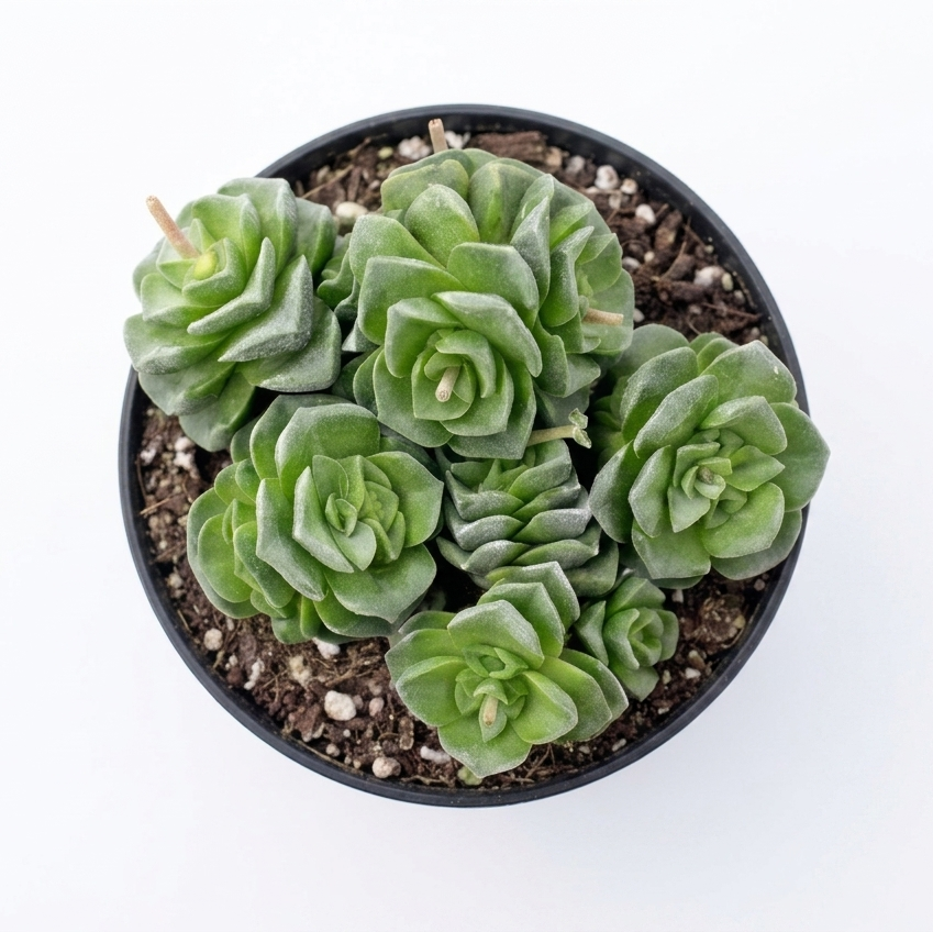 Crassula 'Dorothy'