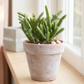 Crassula 'Imperialis' - Giant Watch Chain