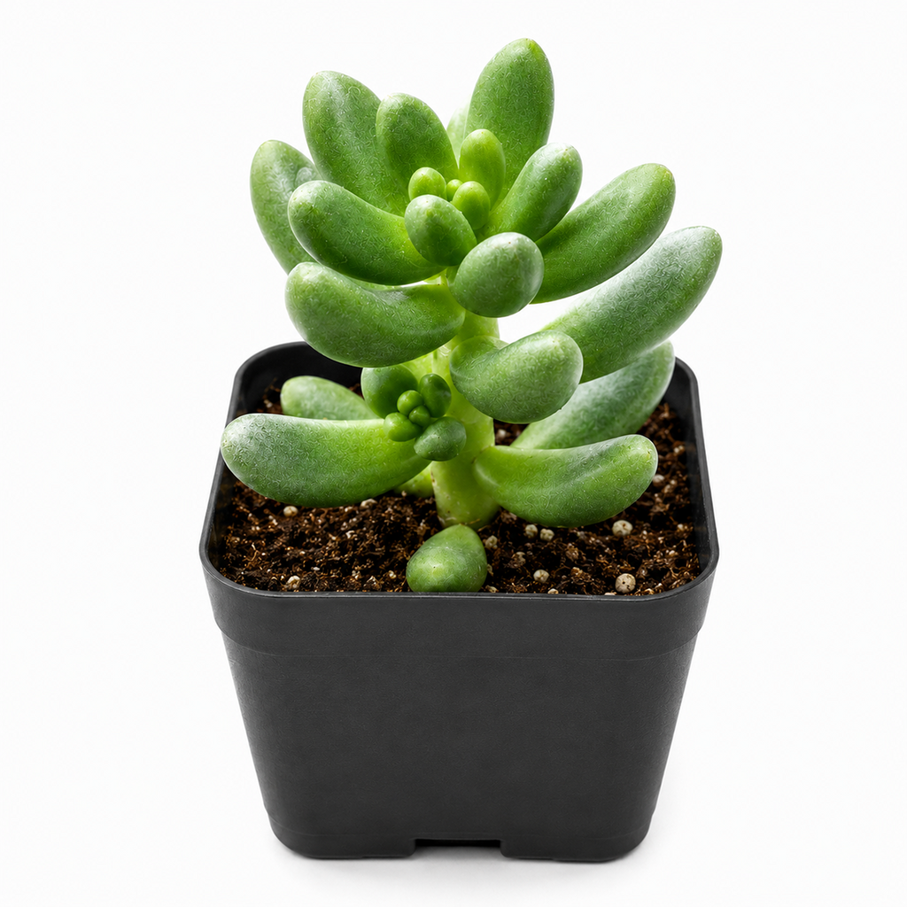 Cremnosedum 'Crocodile'