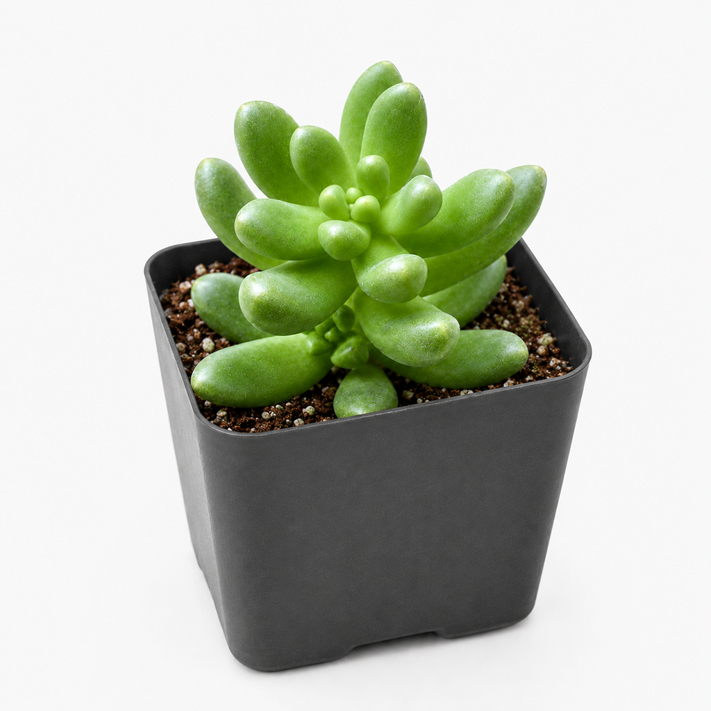 Cremnosedum 'Crocodile'
