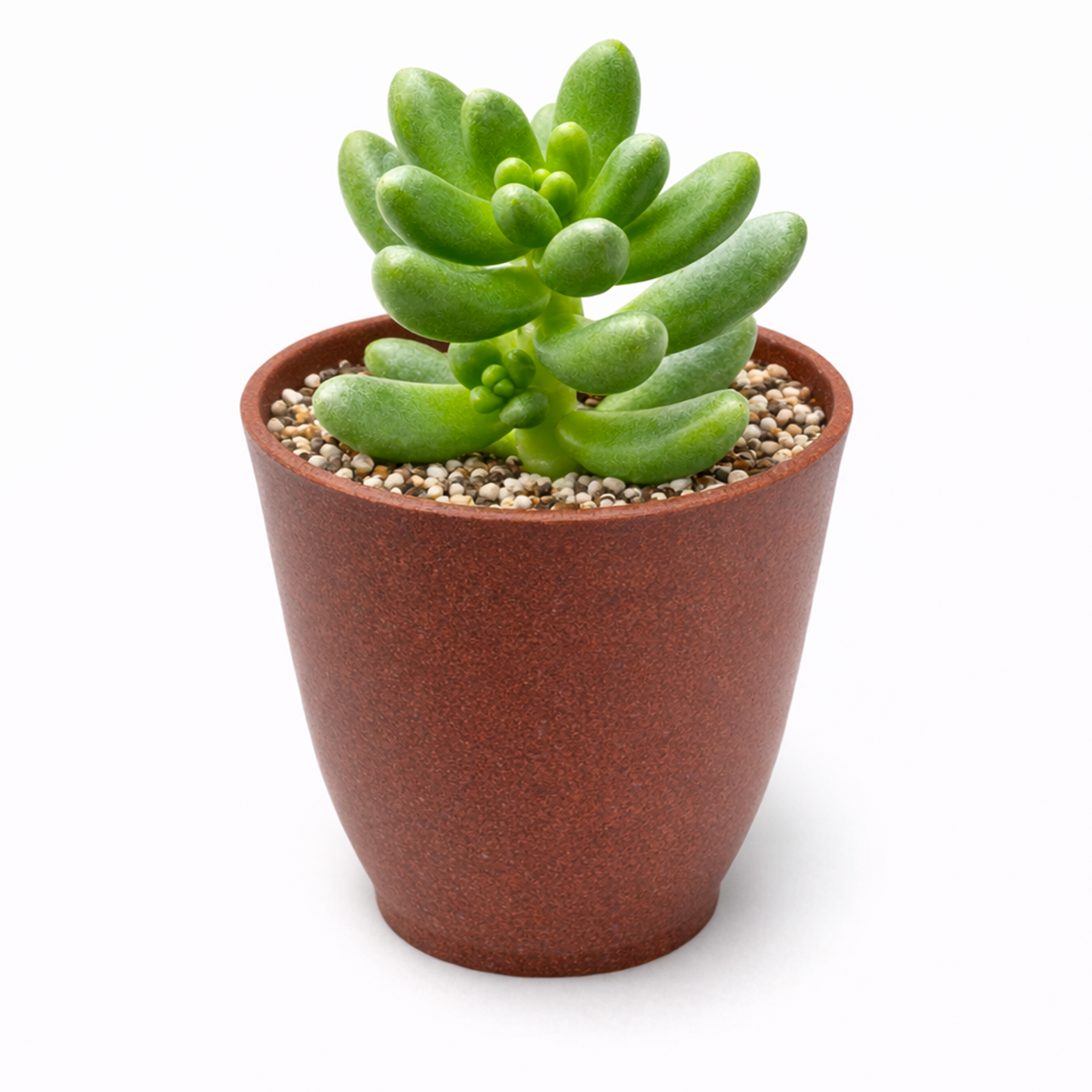 Cremnosedum 'Crocodile'