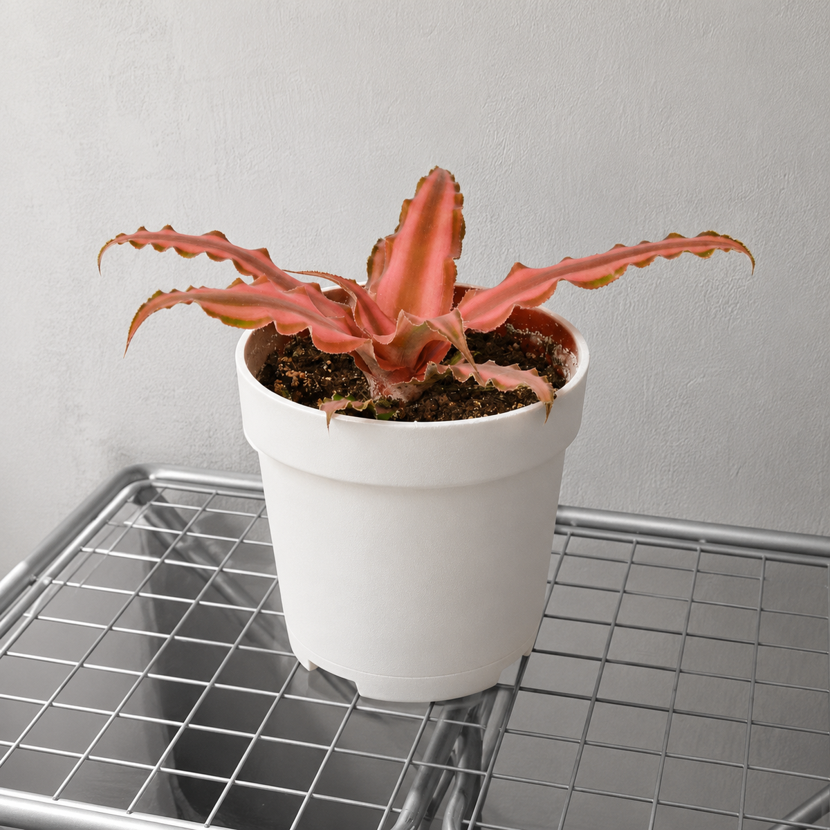Cryptanthus 'Pink Star' - 4" Pot