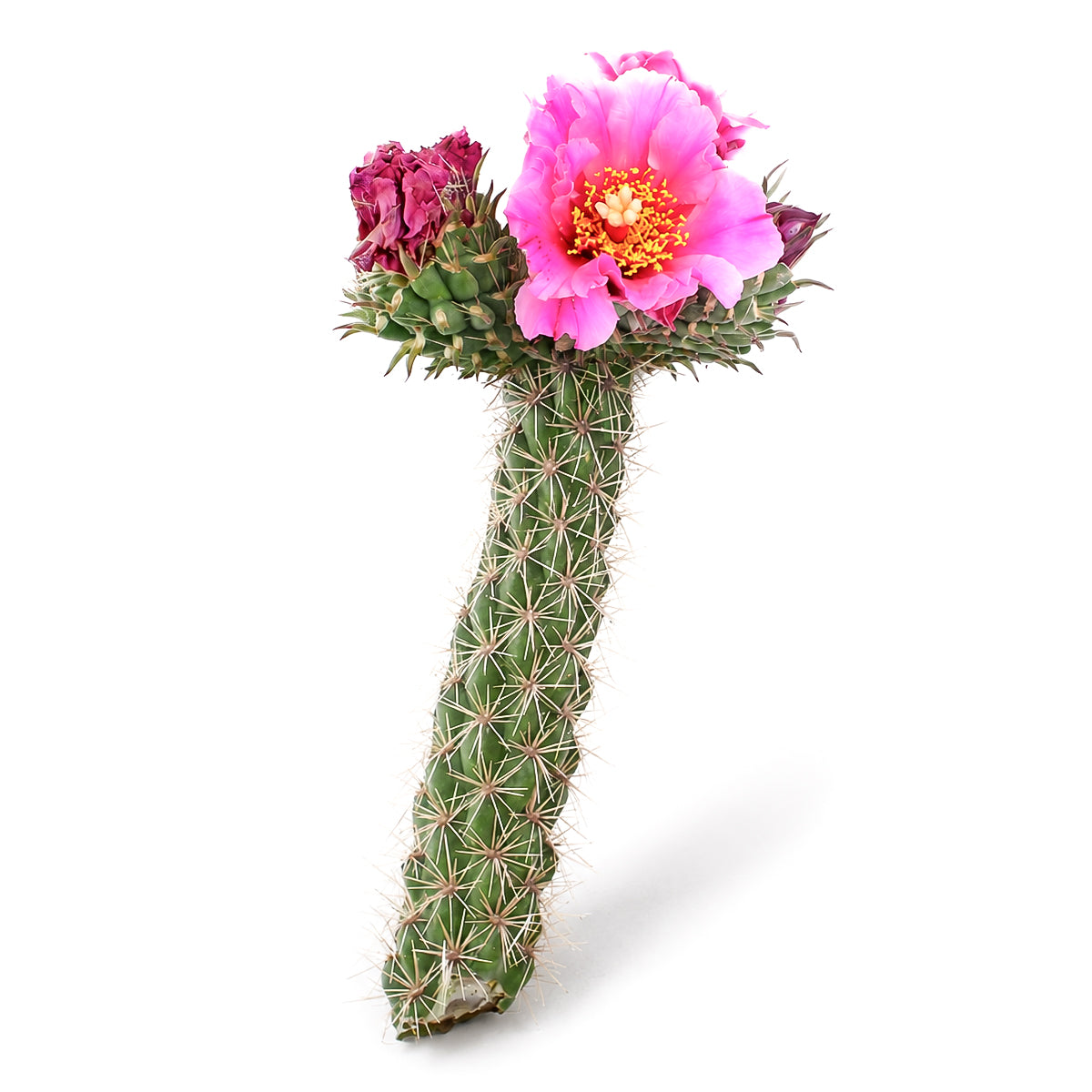 Cylindropuntia spinosior - Cane Cholla