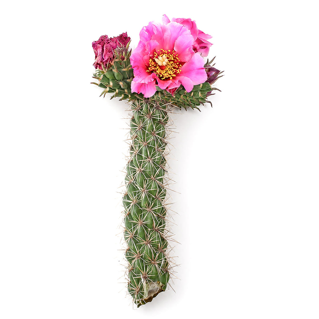 Cylindropuntia spinosior - Cane Cholla