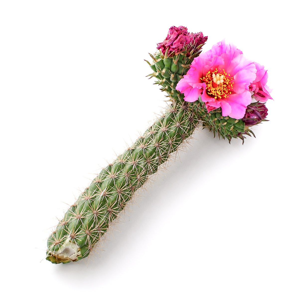 Cylindropuntia spinosior - Cane Cholla