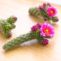 Cylindropuntia spinosior - Cane Cholla