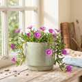 Delosperma cooperi - Trailing Ice Plant