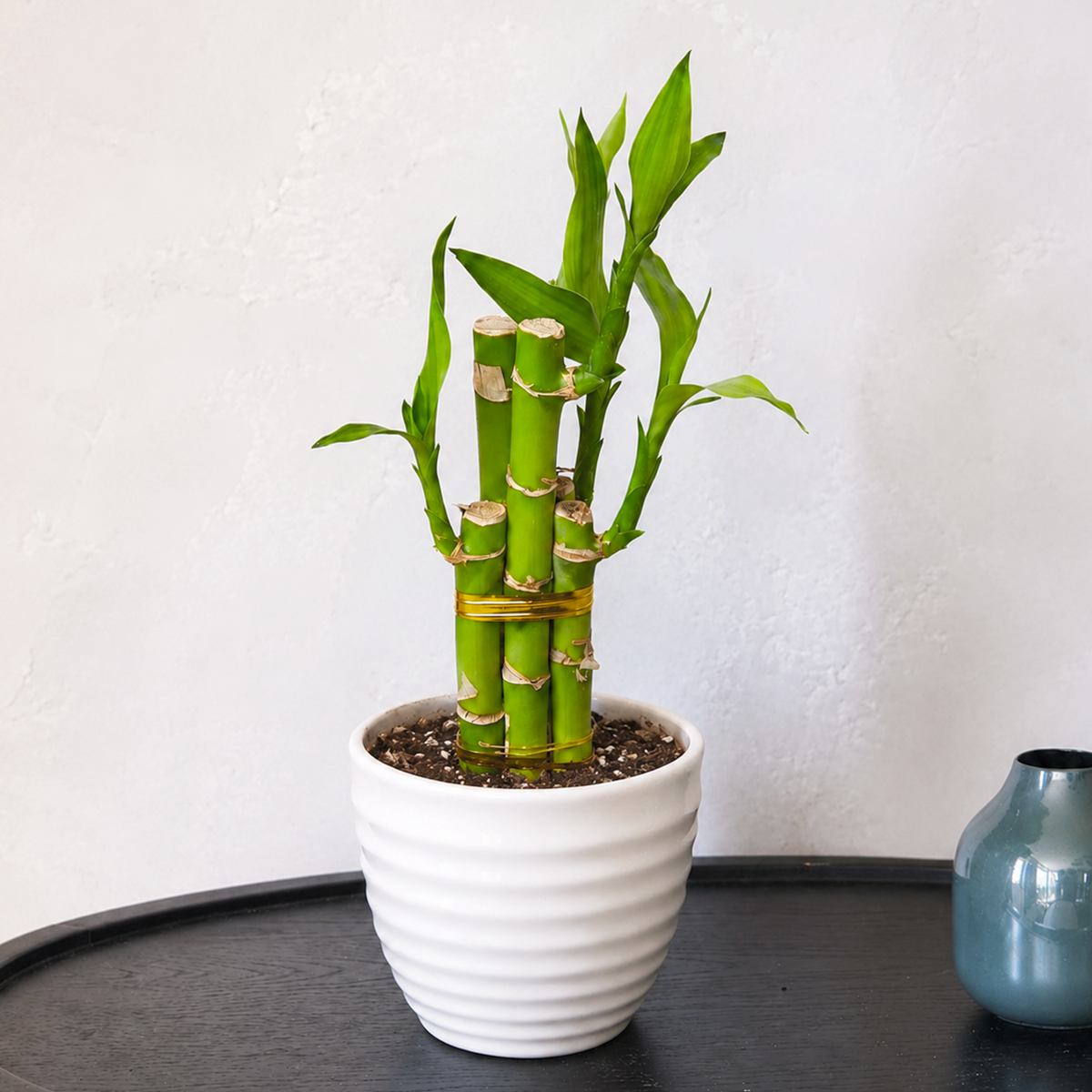 Dracaena 'Lucky Bamboo'