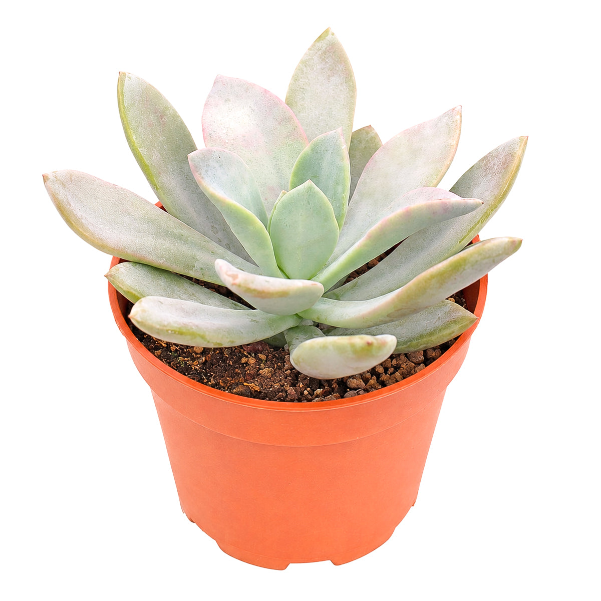 Echeveria 'Costa Brava'