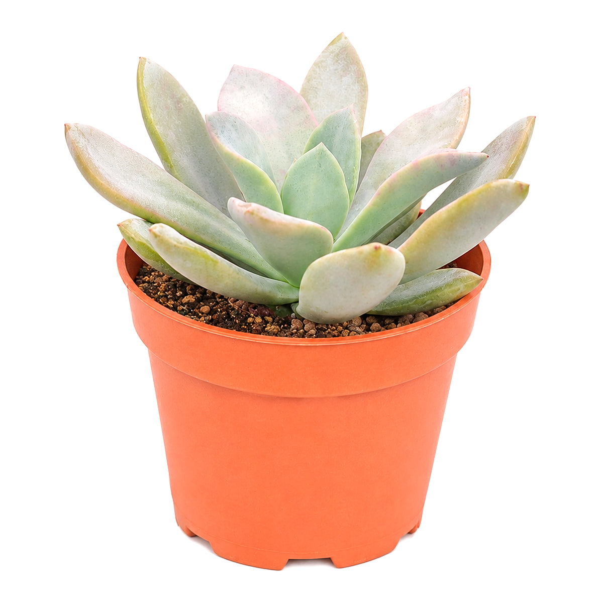 Echeveria 'Costa Brava'