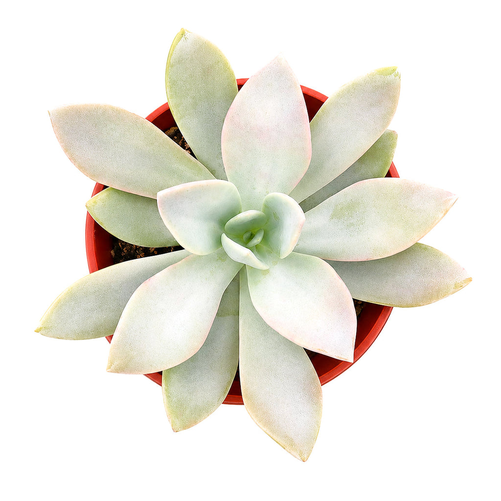 Echeveria 'Costa Brava'