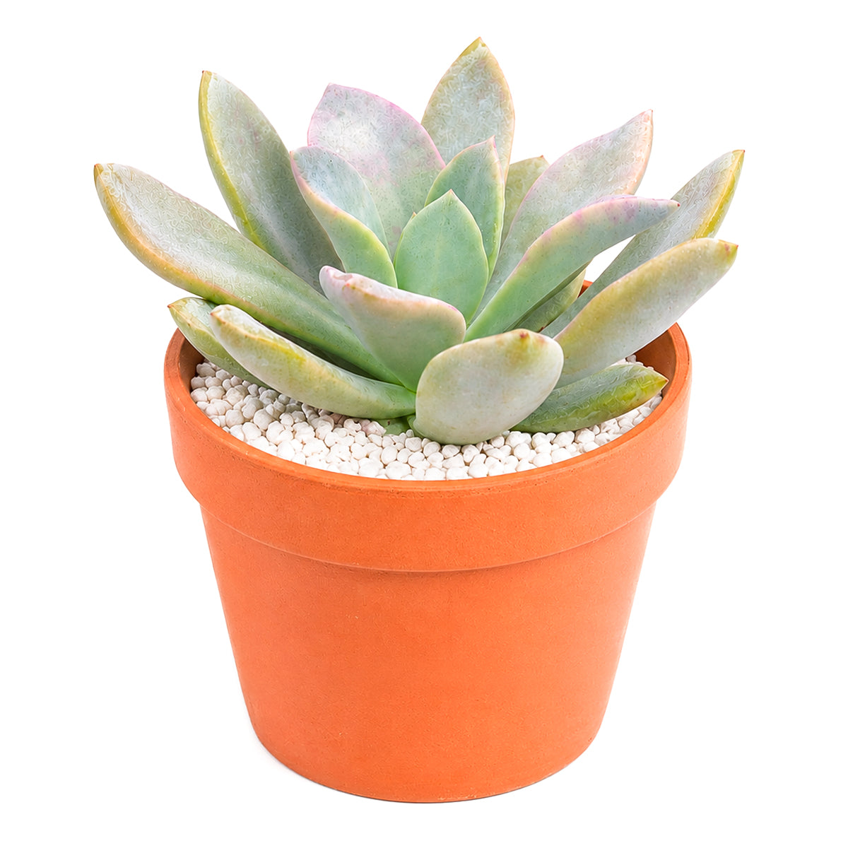 Echeveria 'Costa Brava'