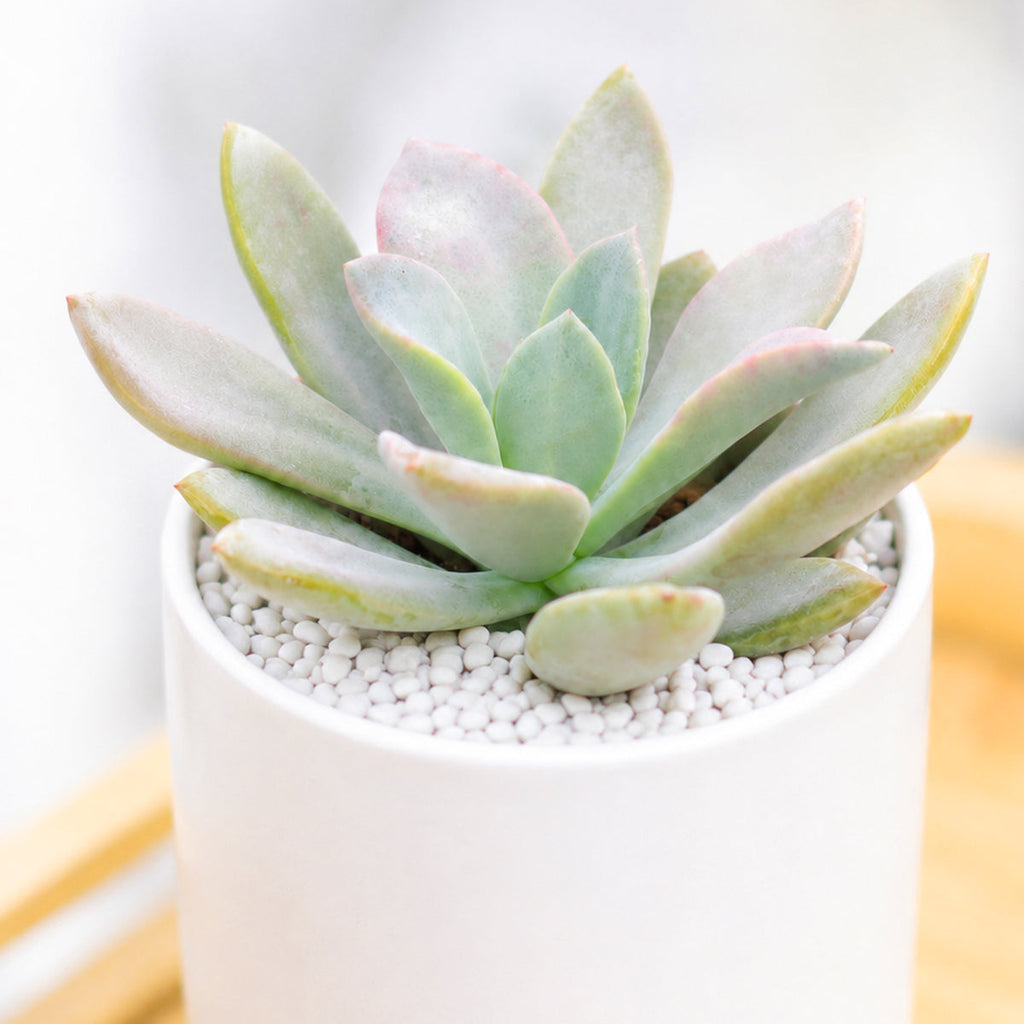 Echeveria 'Costa Brava'