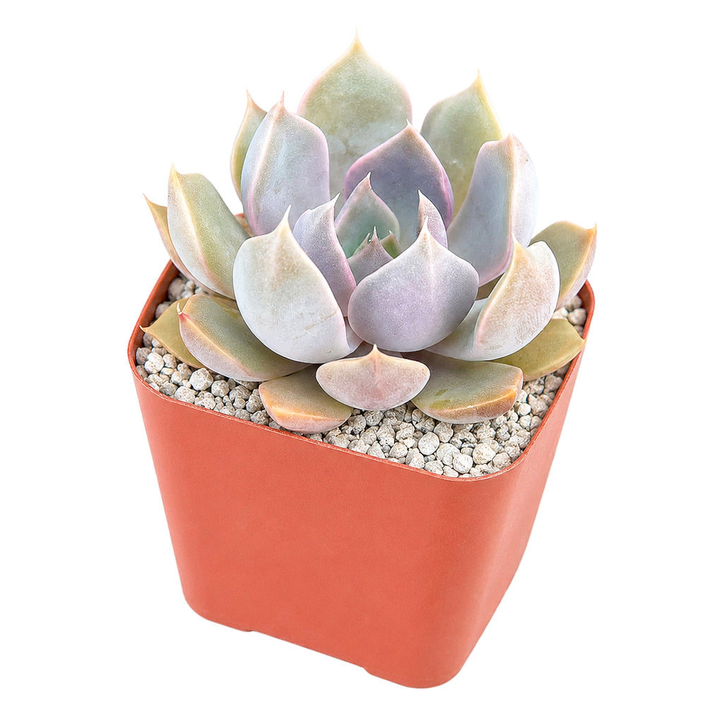 Echeveria 'Mensa'
