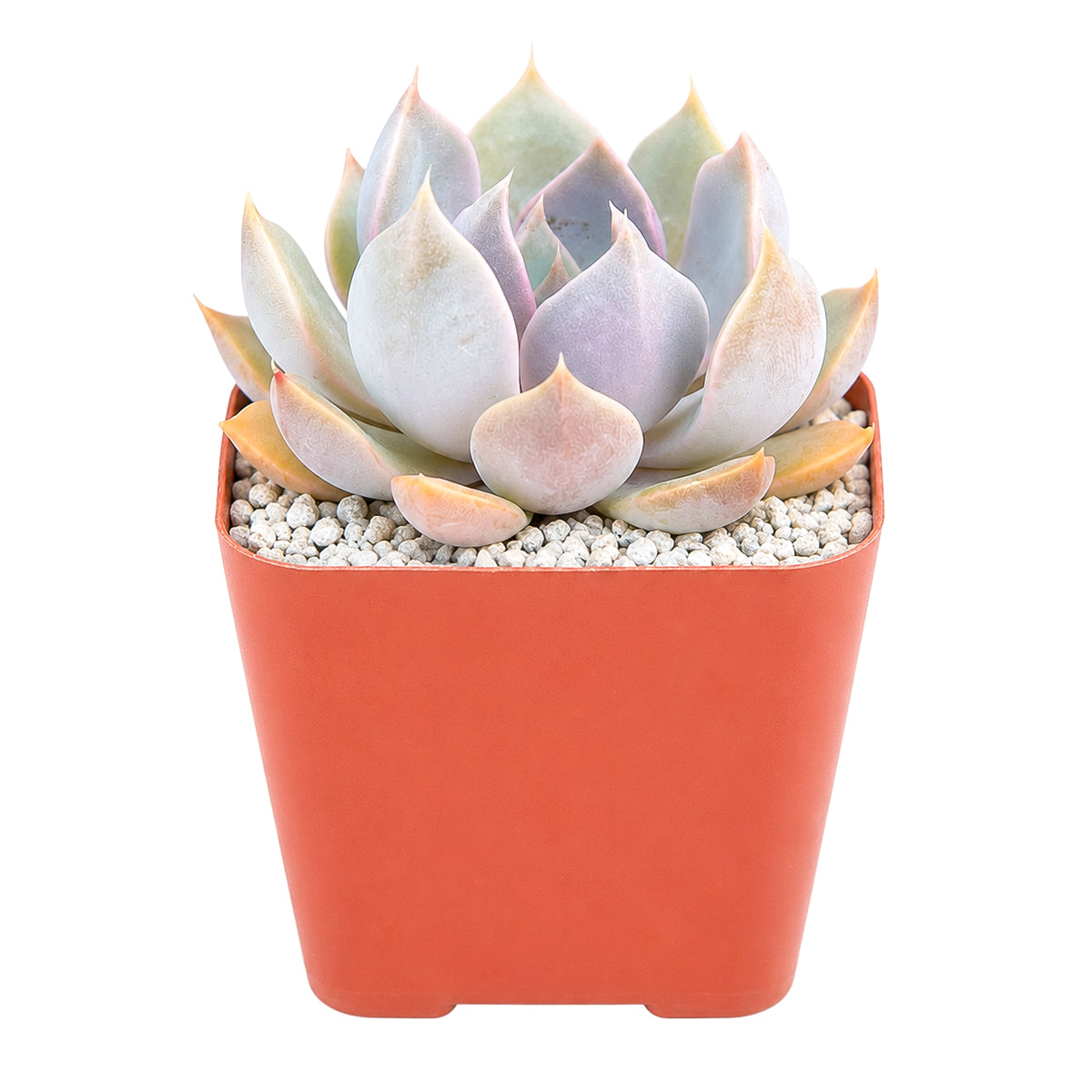 Echeveria 'Mensa'