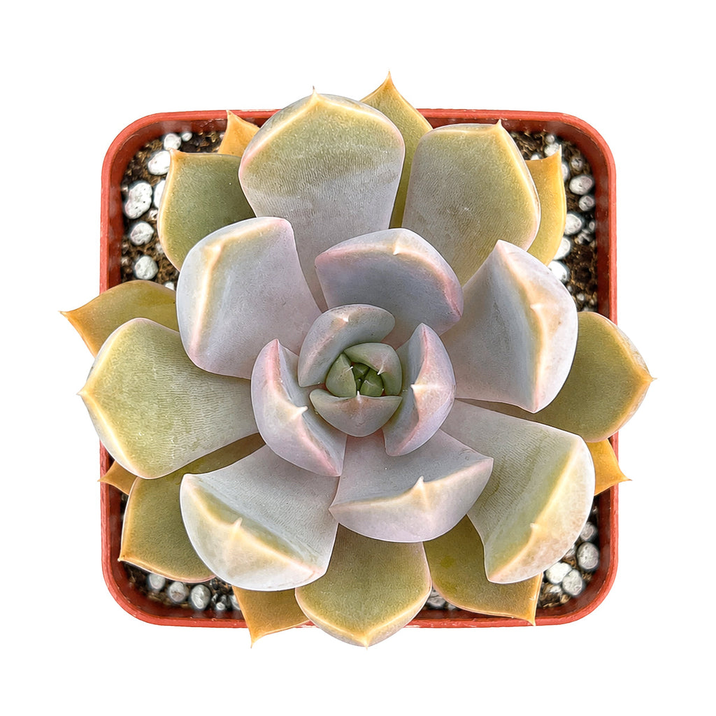 Echeveria 'Mensa'