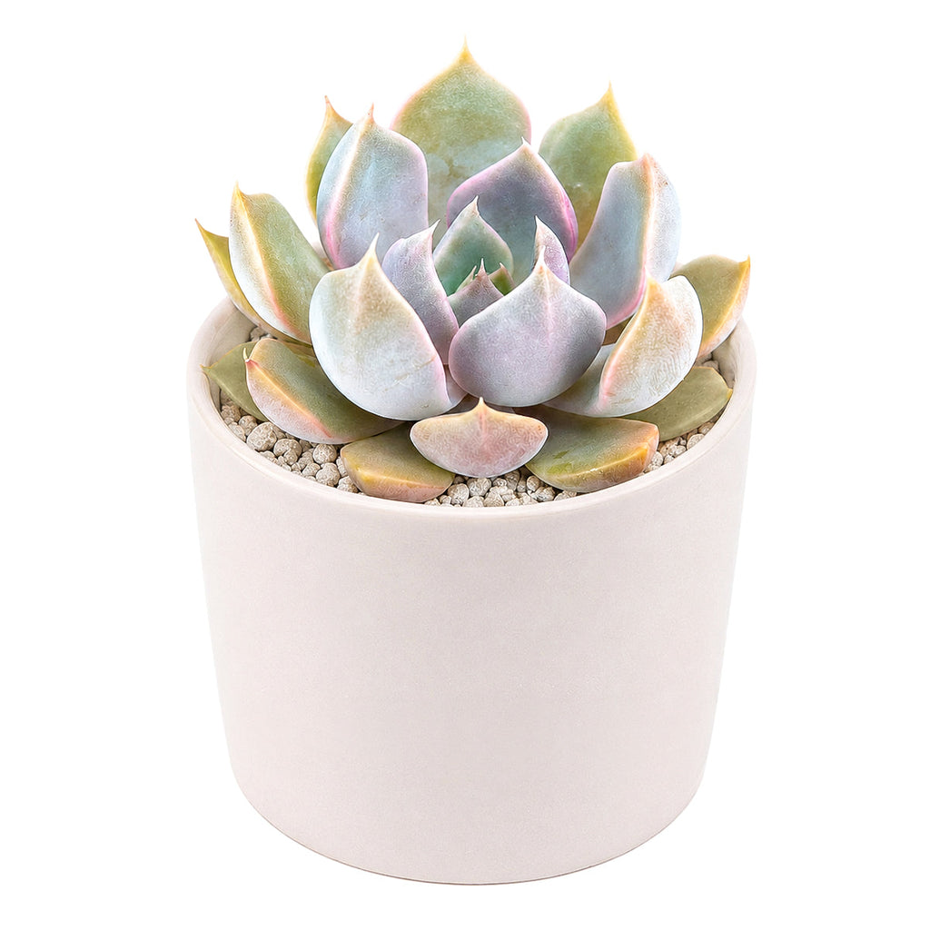 Echeveria 'Mensa'