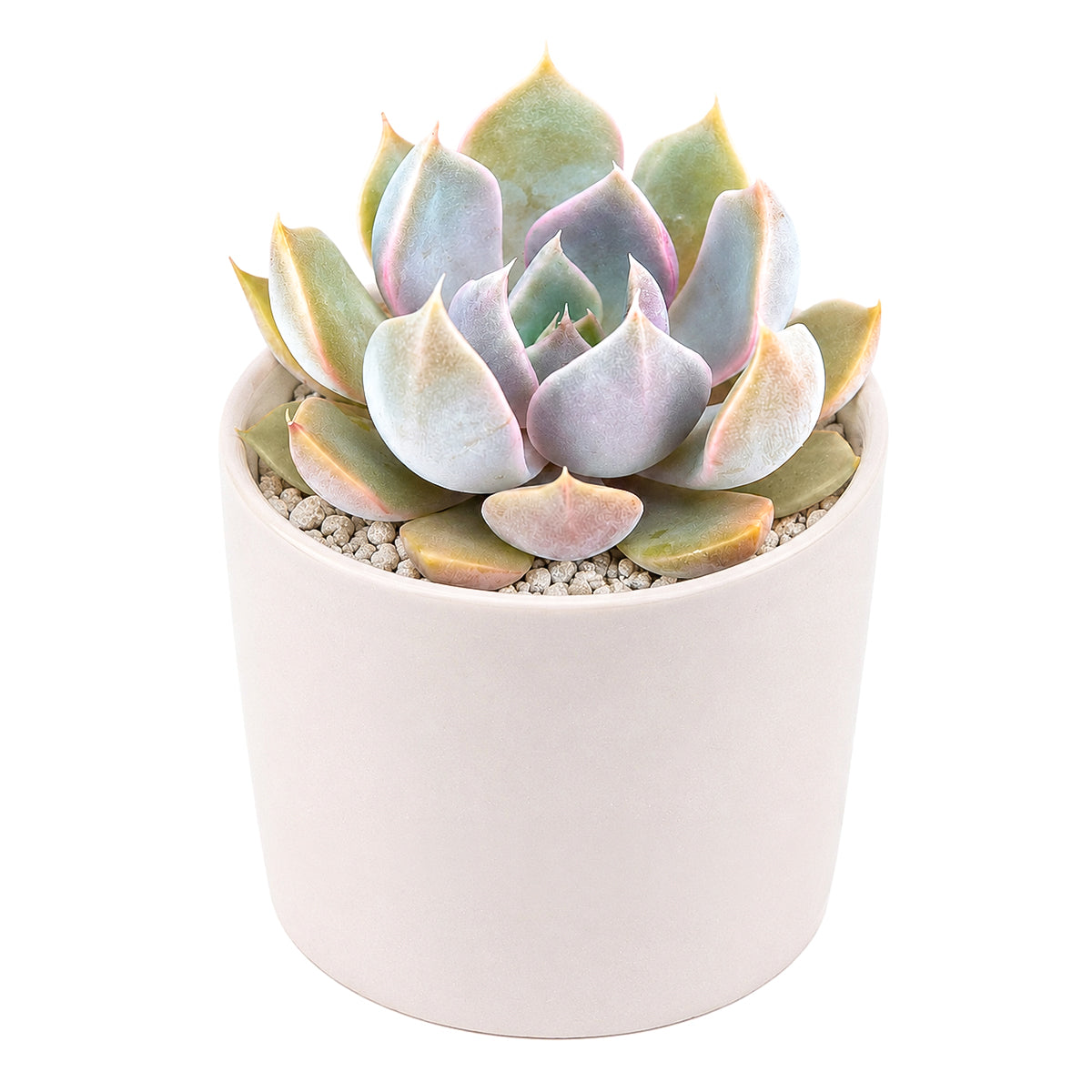 Echeveria 'Mensa'