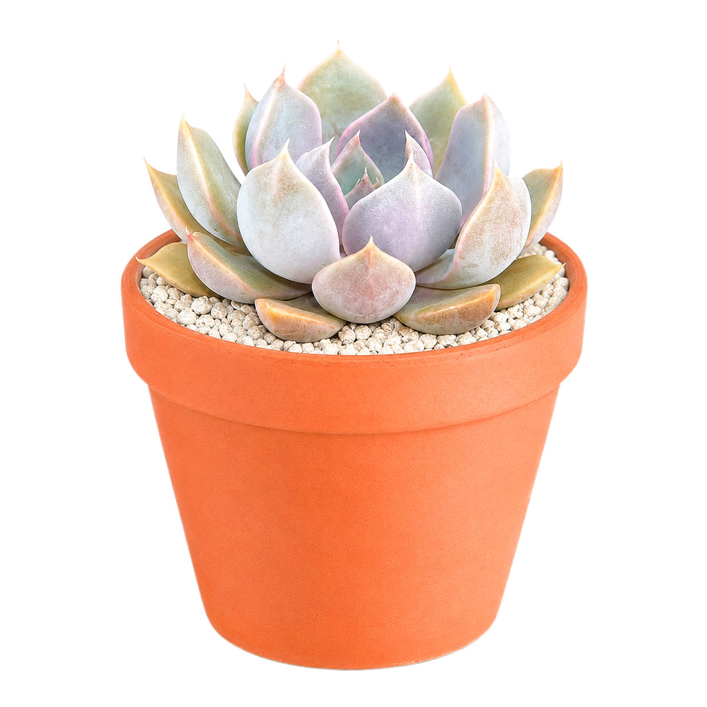 Echeveria 'Mensa'