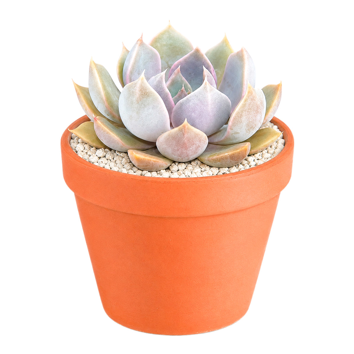 Echeveria 'Mensa'