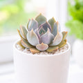 Echeveria 'Mensa'