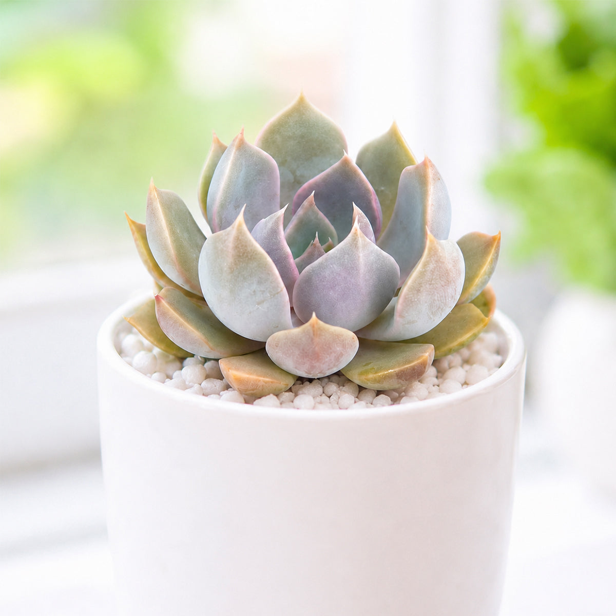 Echeveria 'Mensa'