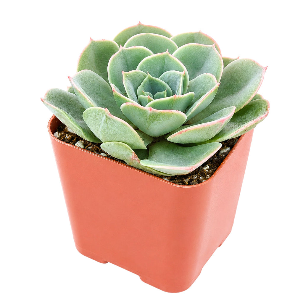 Echeveria 'Taco'