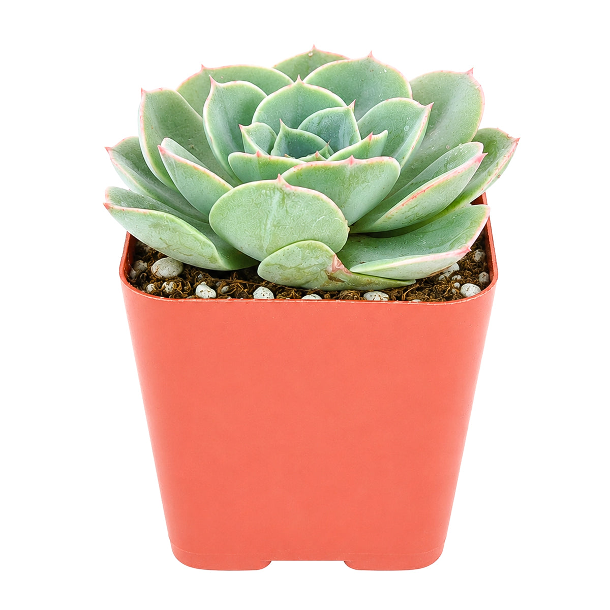 Echeveria 'Taco'