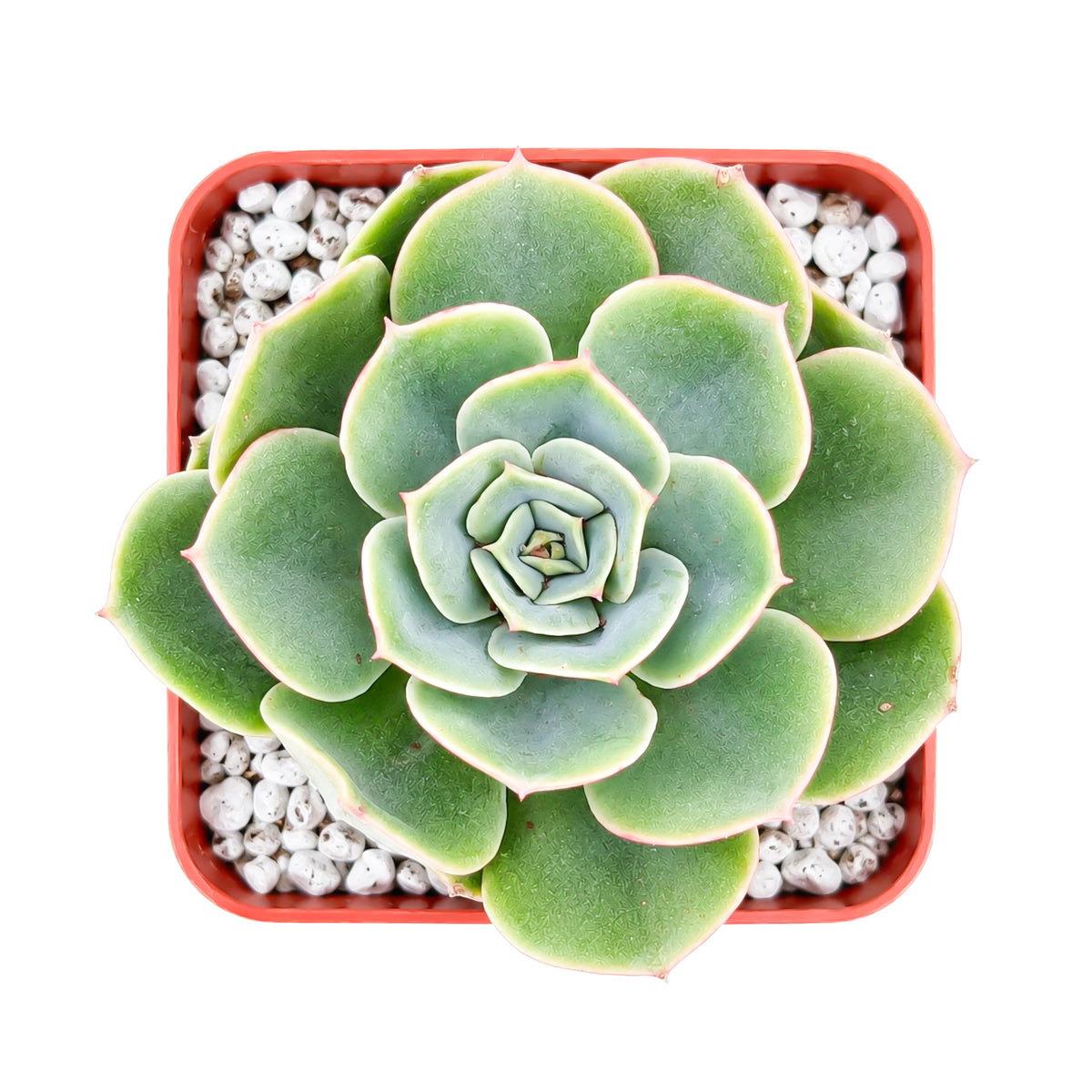 Echeveria 'Taco'