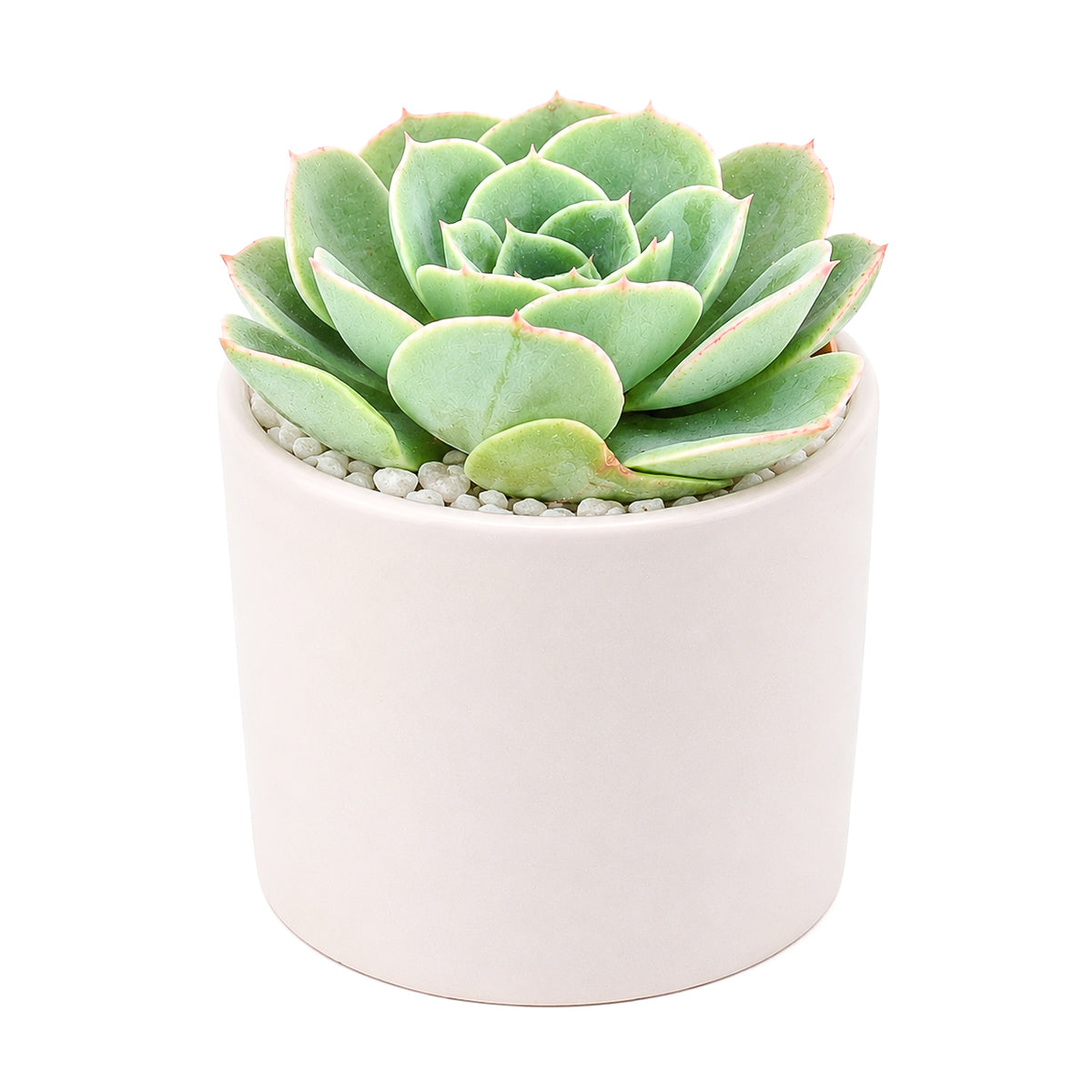 Echeveria 'Taco'